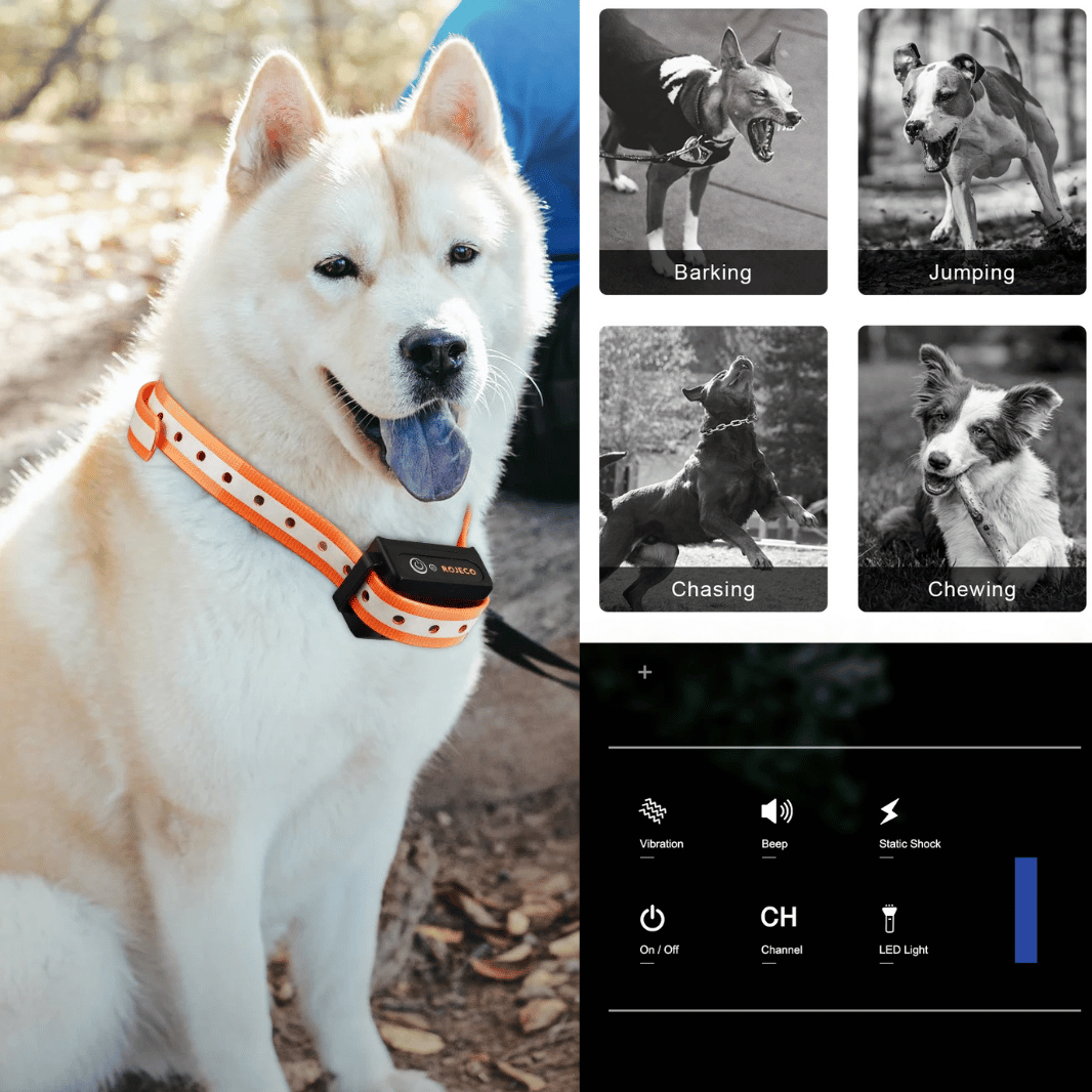 1000m e-Collar for Dog Training with Remote 10