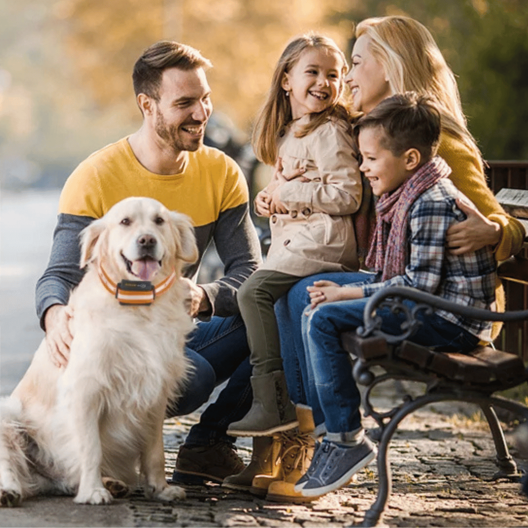 1000m e-Collar for Dog Training with Remote 11