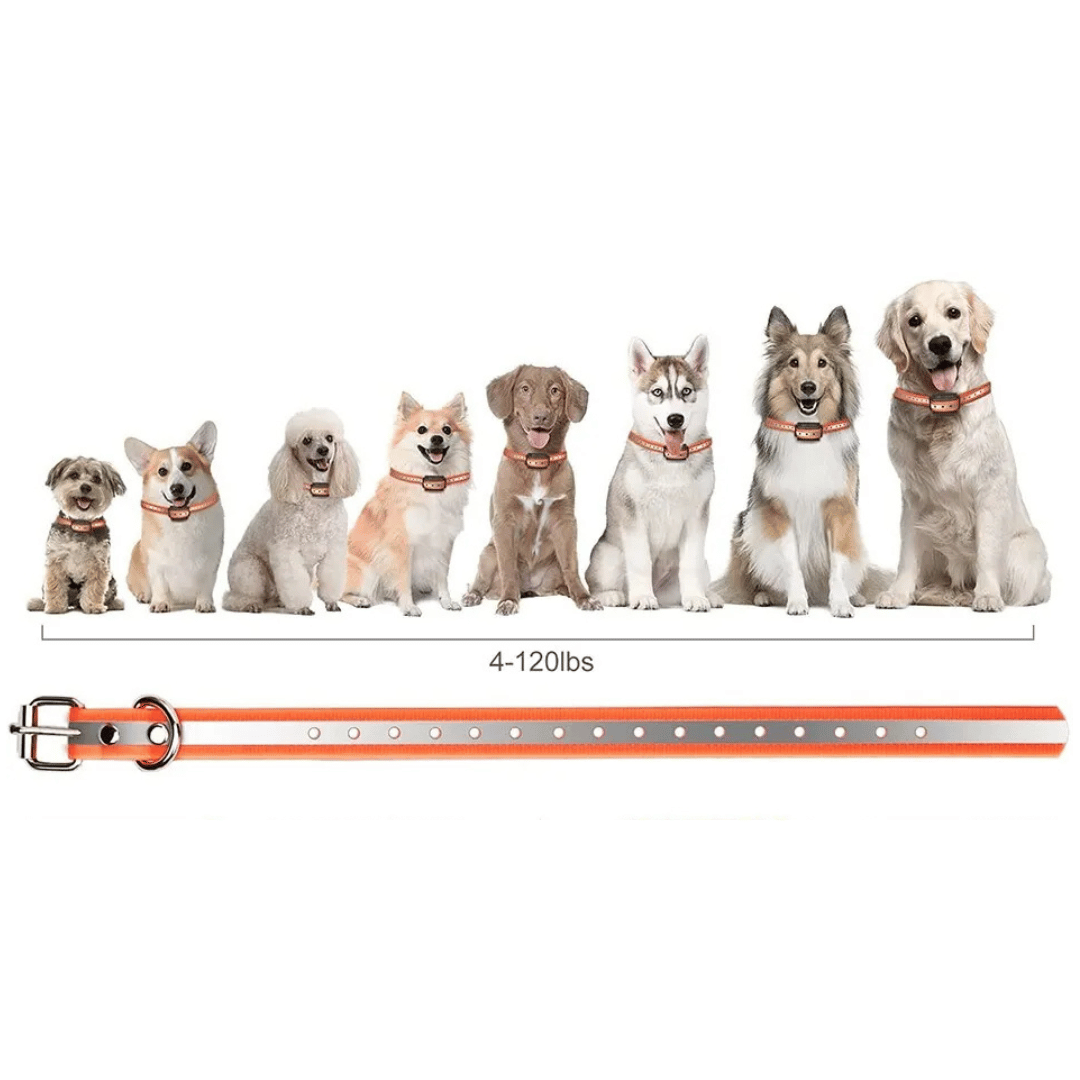 1000m e-Collar for Dog Training with Remote 5