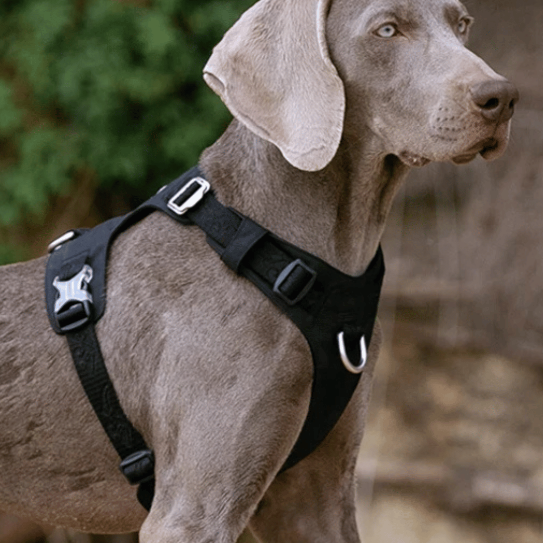 Lightweight & Waterproof Tactical Dog Harness 7