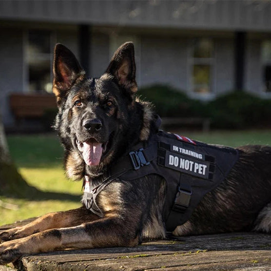 Heavy-Duty Military-Style Dog Harness with Handle for Large Dogs 23