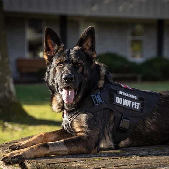 Sturdy Dog Harness with Reflective Piping & Metal Buckles | Tactical Dog Training Vest