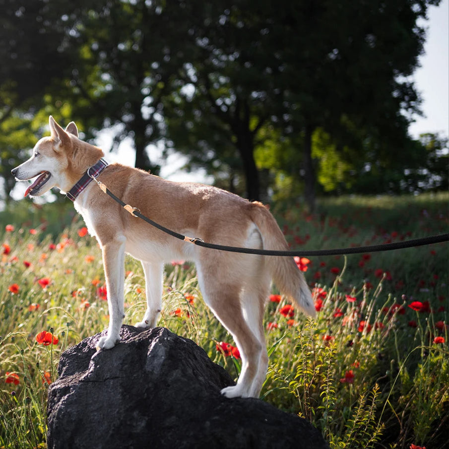 Hands-Free Dog Leash with Adjustable & Reinforced Rope | Dog Leash for Running & Walking 2