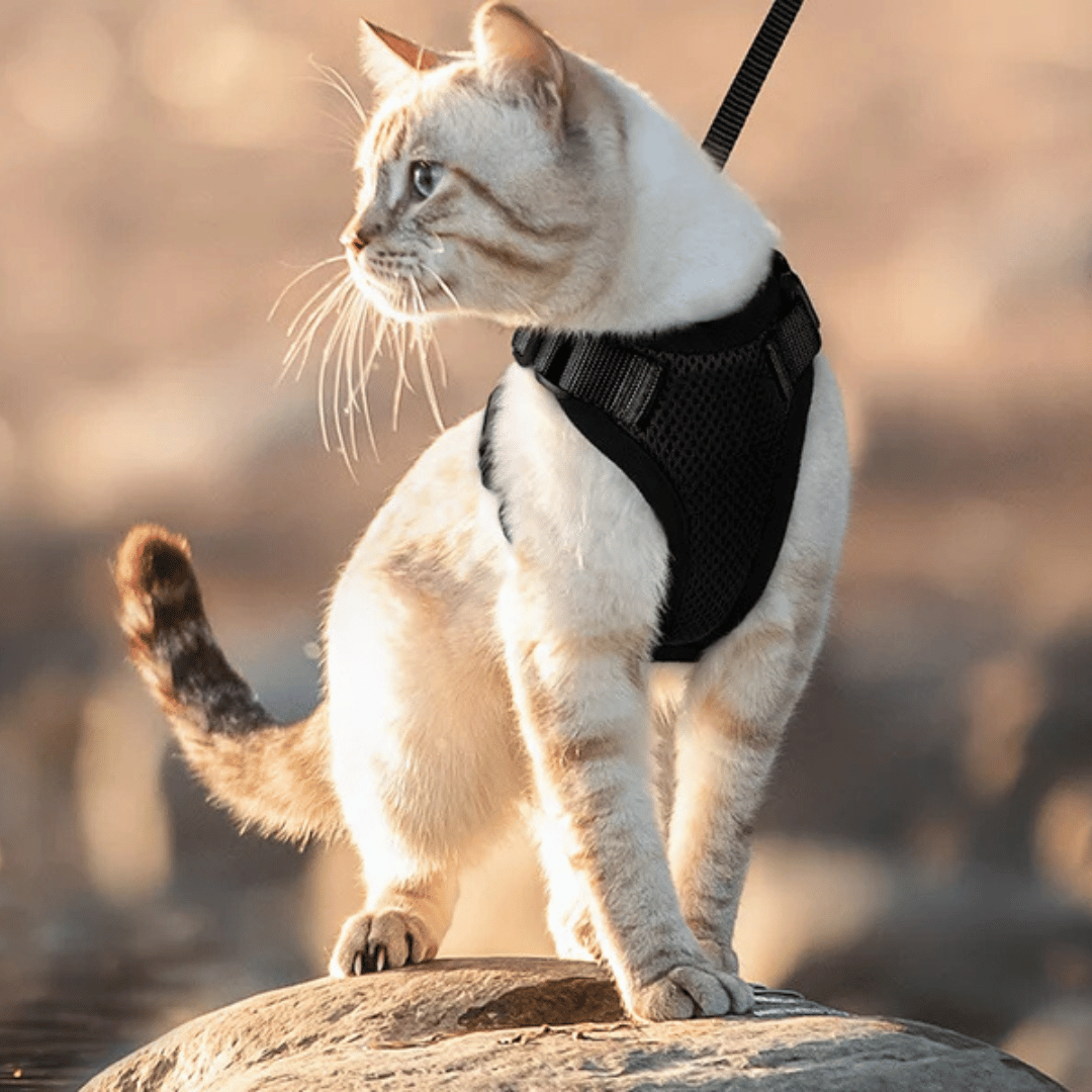 Easy-On-&-Off Soft Mesh Cat Harness & Leash Set 3