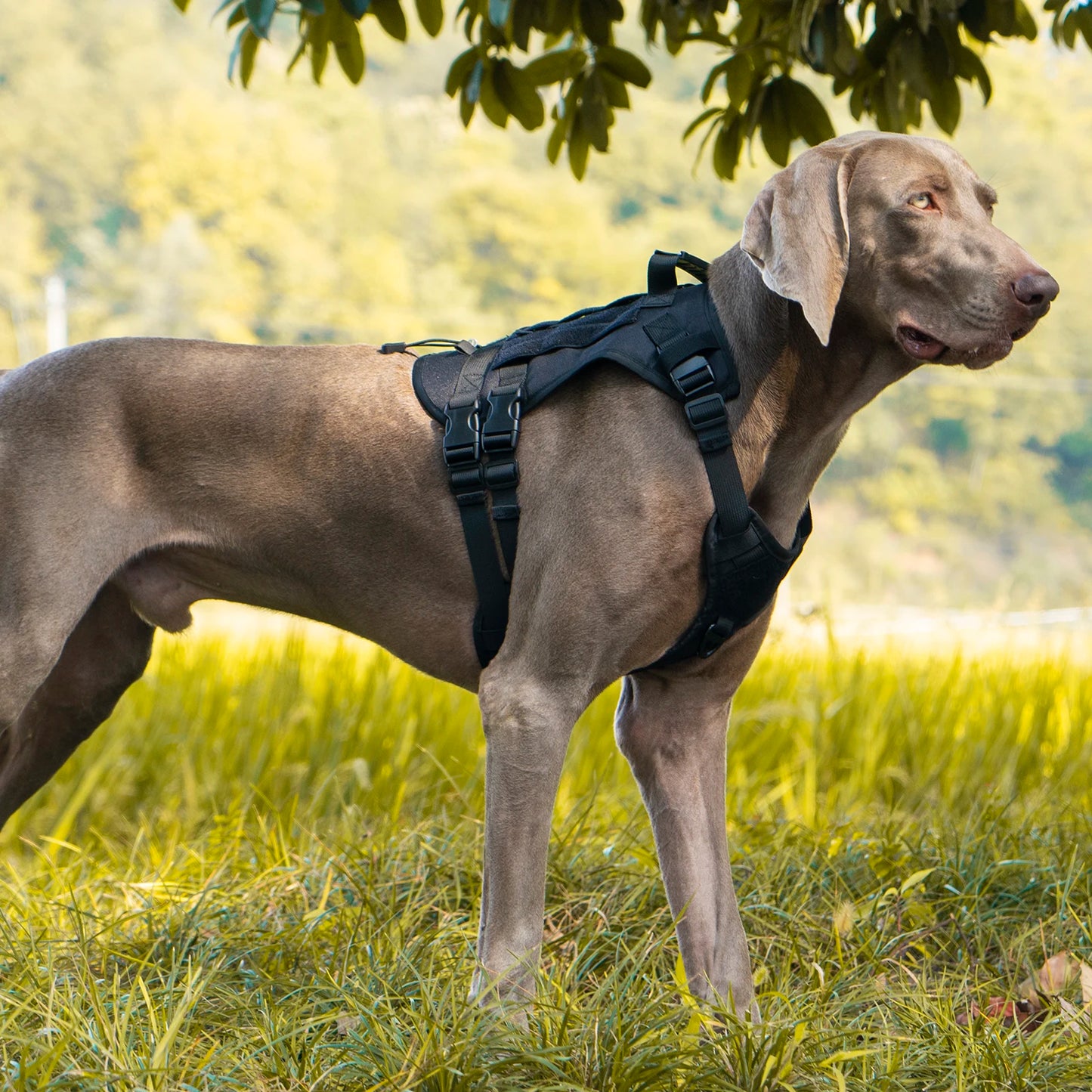 Reinforced Military-Style Dog Harness for Larger Breeds with Handle | Tactical Dog Training Vest 19