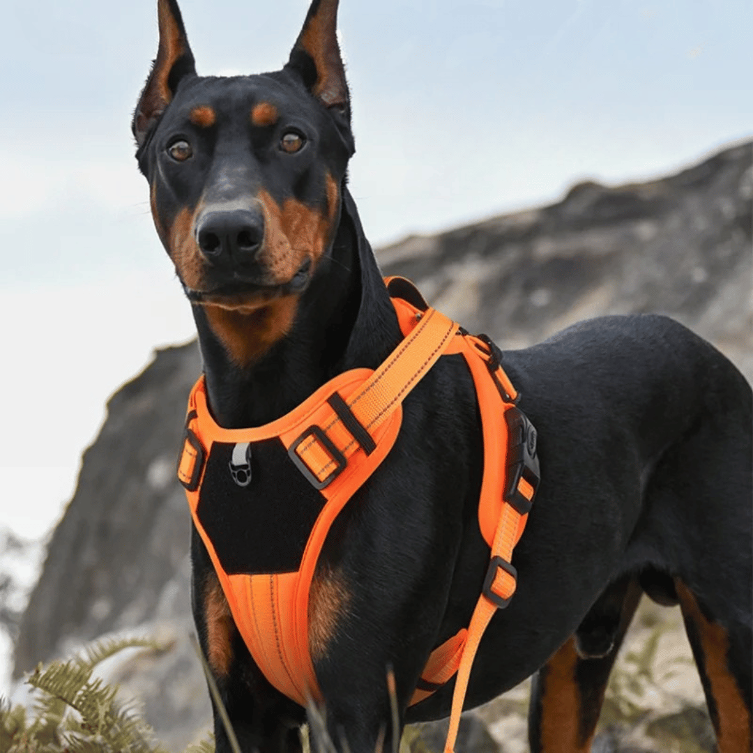 Supportive Dog Harness Training Vest with Reflective Straps 5