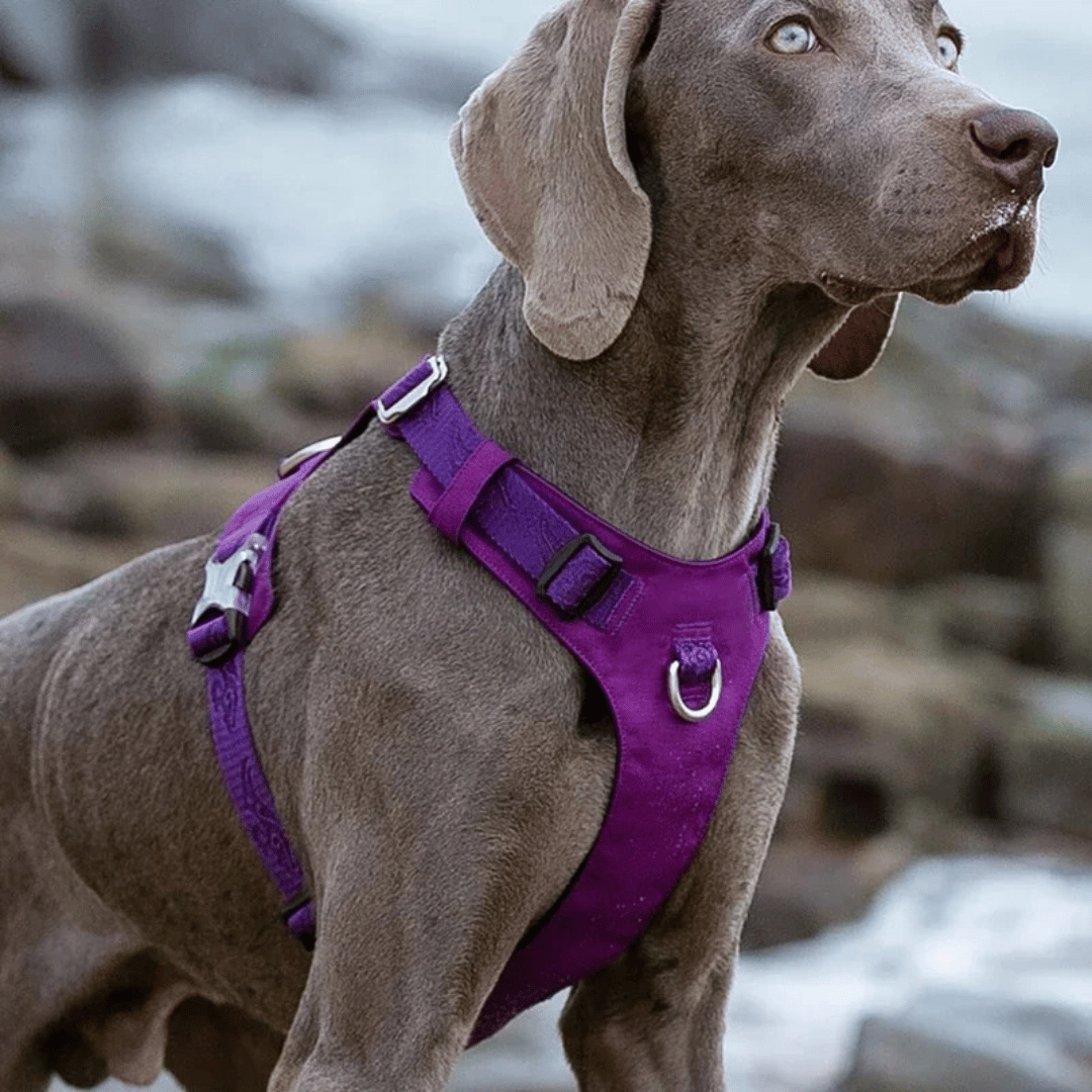 Lightweight & Waterproof Tactical Dog Harness 20