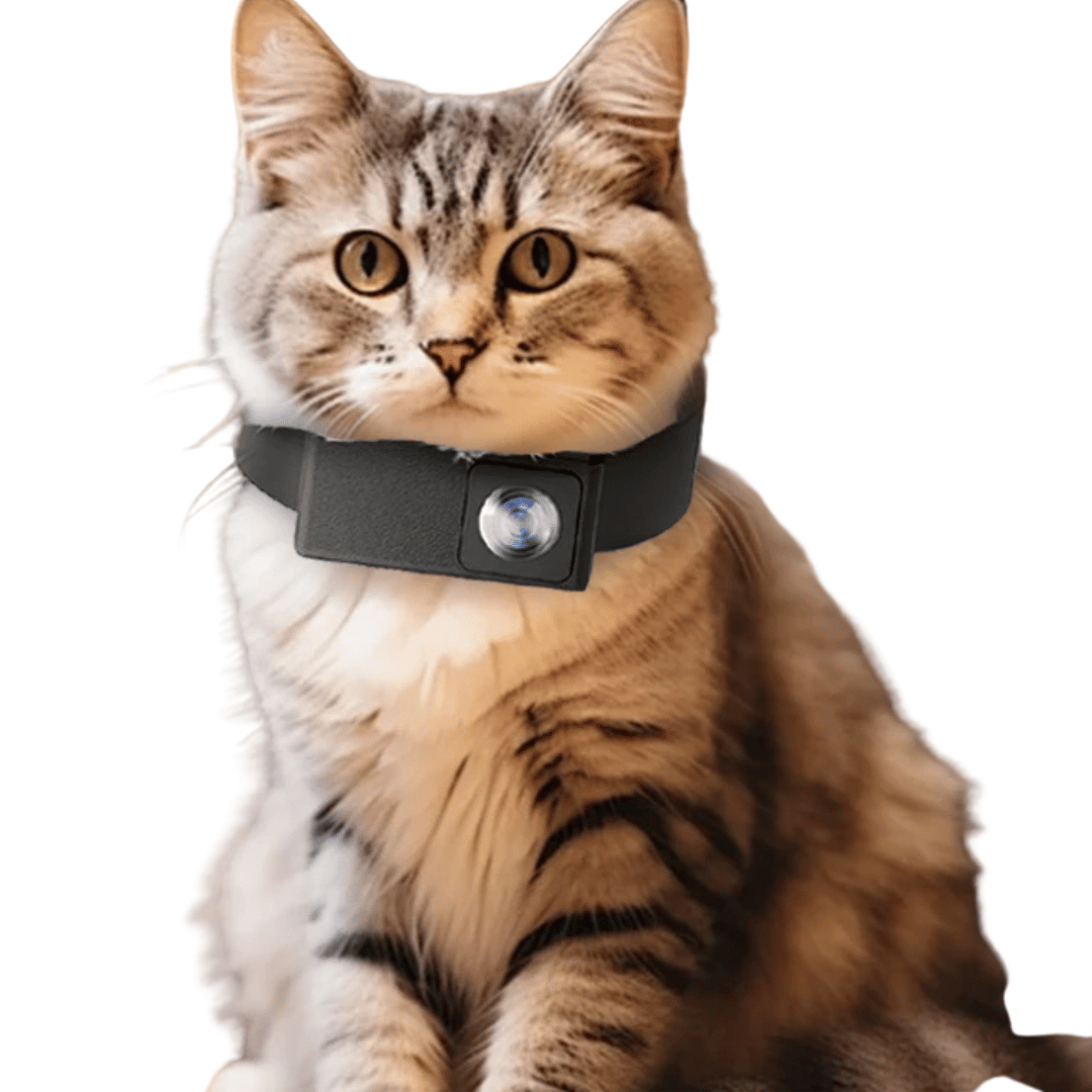 Pet Collar Camera with 160° Wide-Angle Lens | Full HD 1080P Video for Dogs & Cats 4