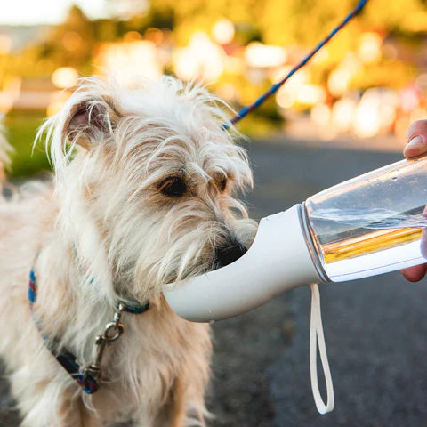 Portable-Dog-Water-Bottle-for-Smaller-Dogs-2