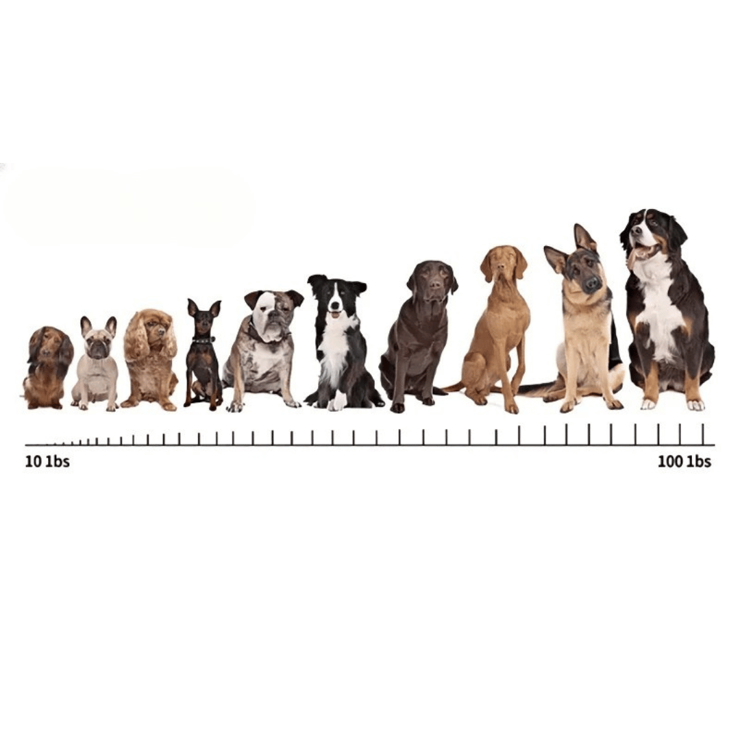 Anti-Bark Collar | Rechargeable Digital Dog Bark Stopper 6