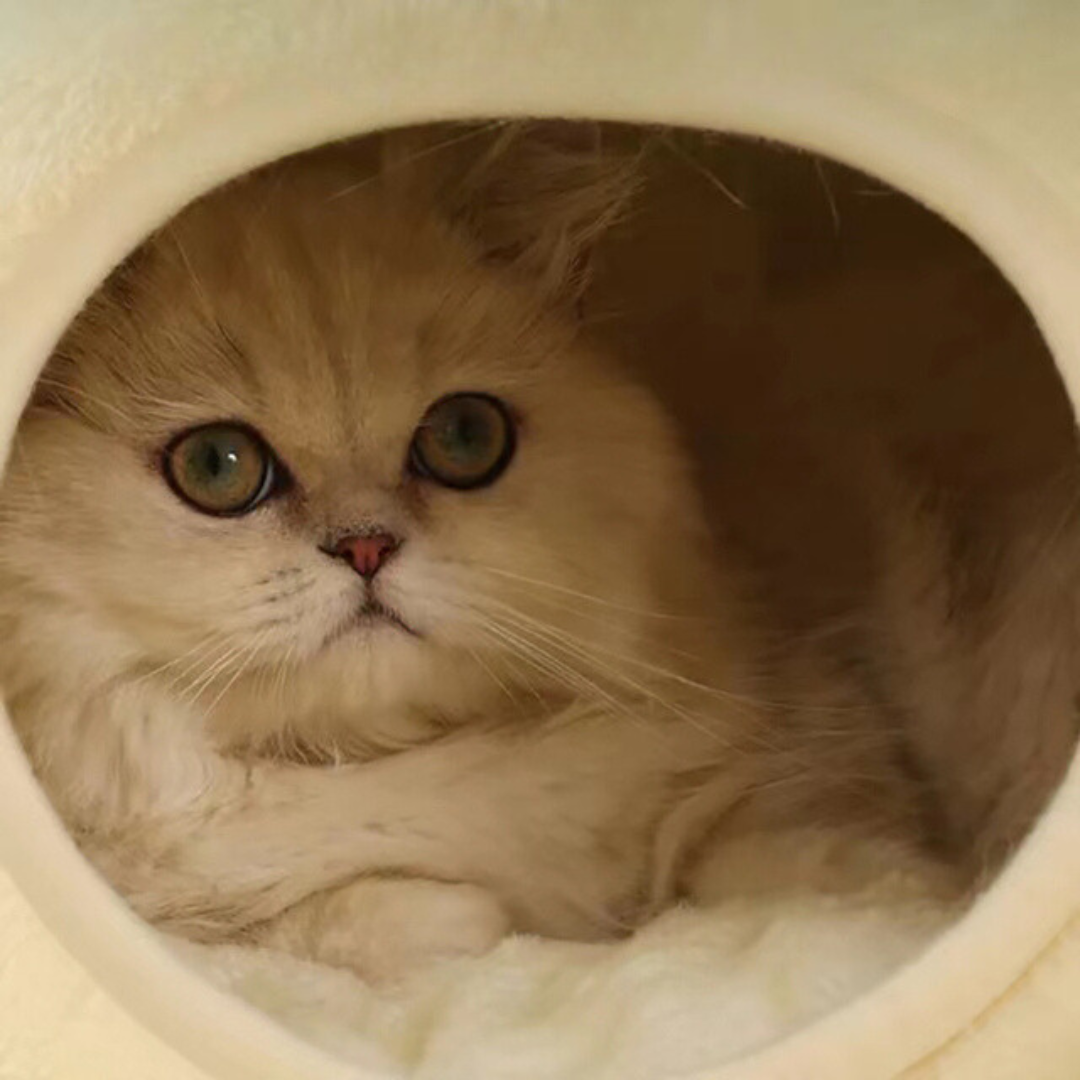 frog-cat-bed-enclosure-3