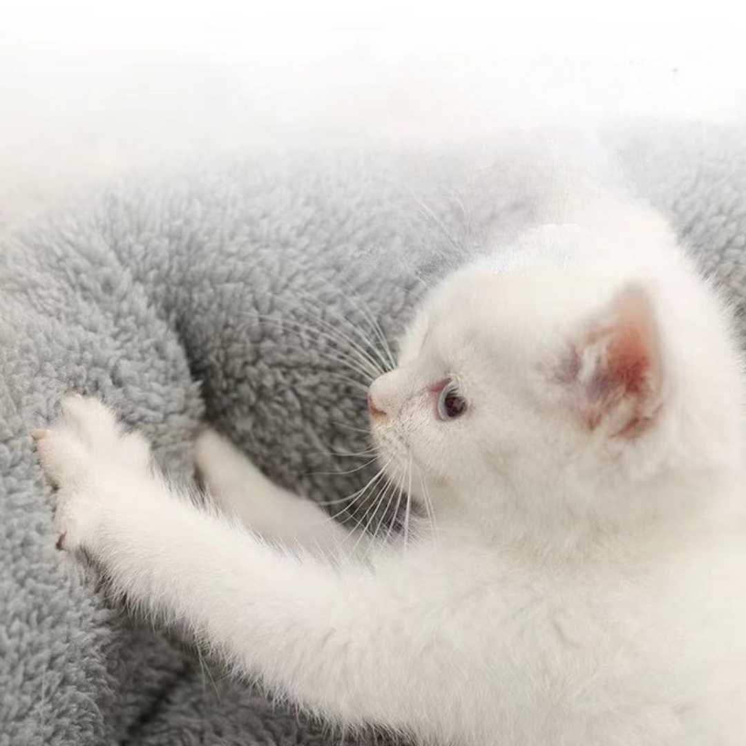 snug-dreams-pet-bed-and-pillow-for-cats-small-dogs-1