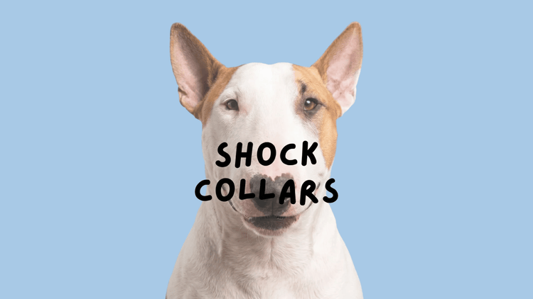 SHOCK COLARS