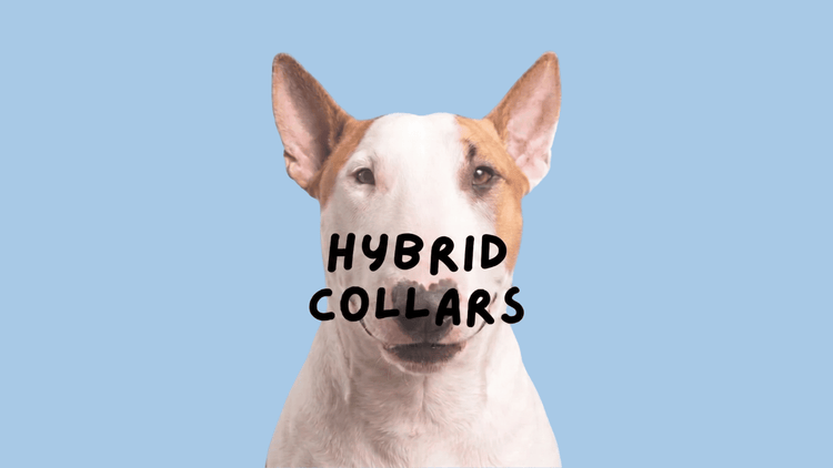 HYBRID COLLARS