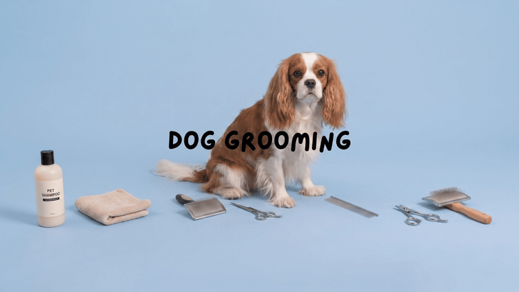 DOG GROOMING