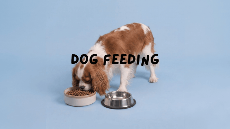 DOG FEEDING