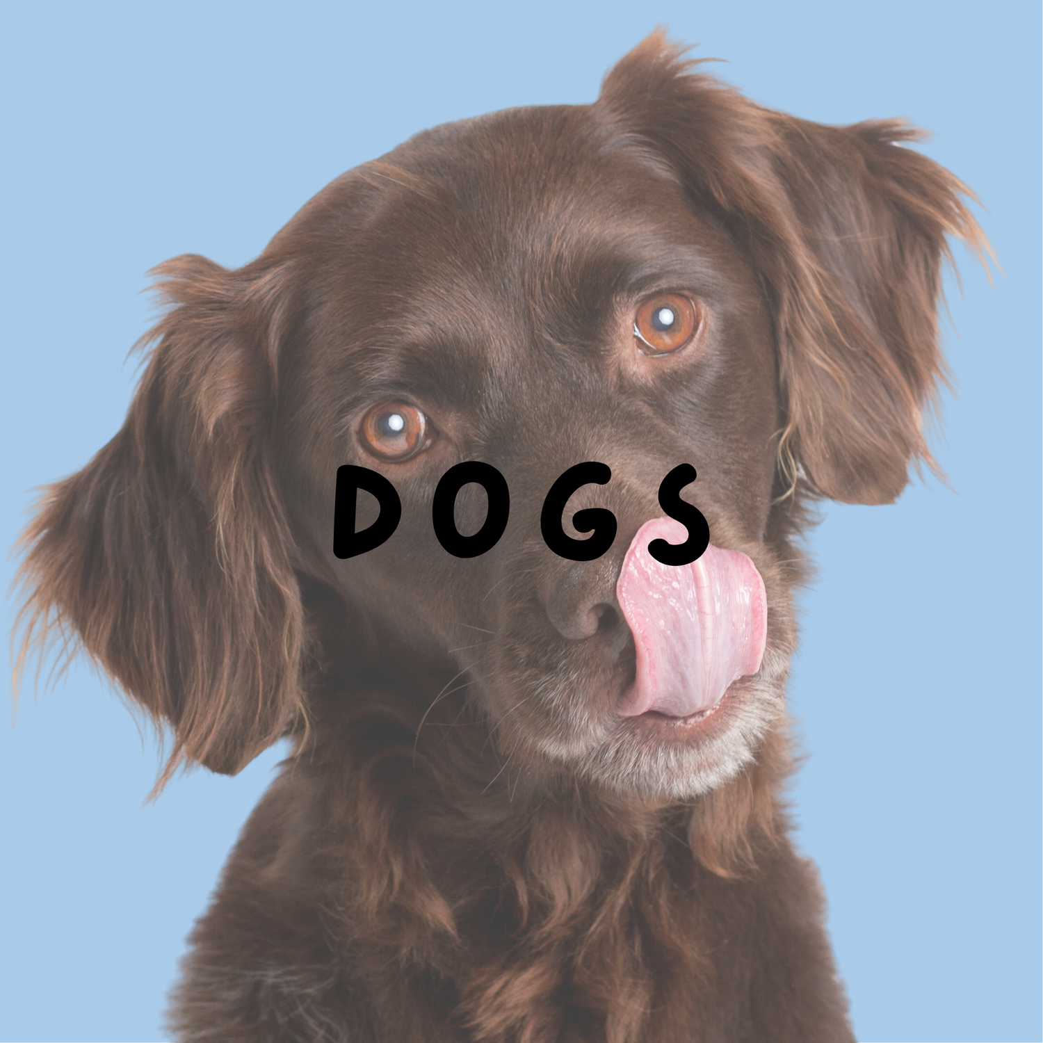 Dogs