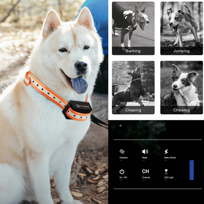 1000m e-Collar for Dog Training with Remote 10