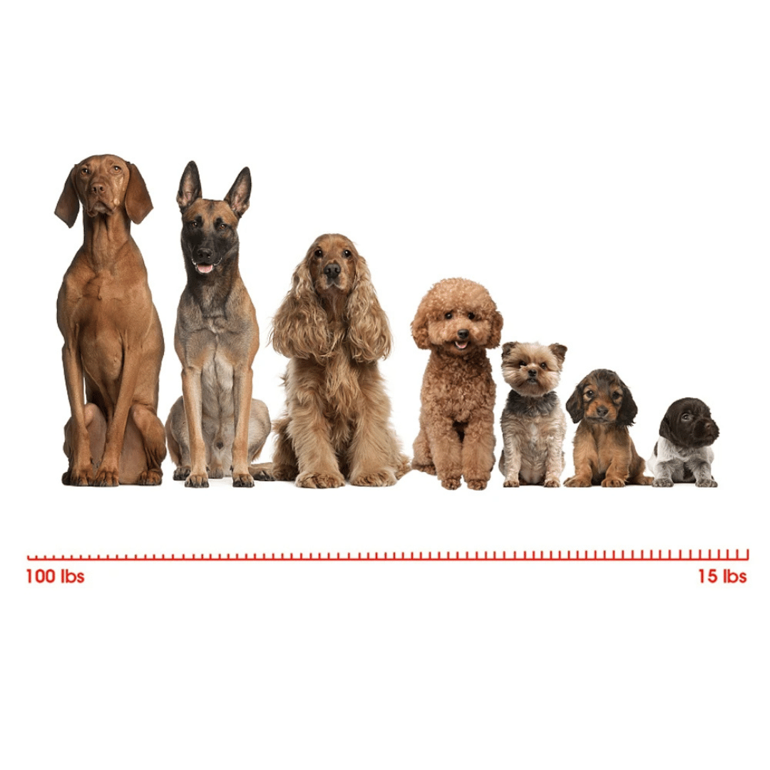 1000m Remote Contolled Dog Training Collar with Shock, Vibration & Beep Modes 6