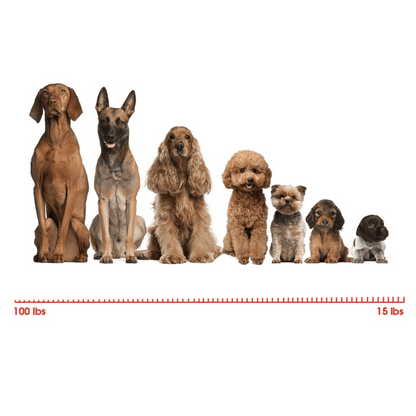 1000m Remote Contolled Dog Training Collar with Shock, Vibration & Beep Modes 6