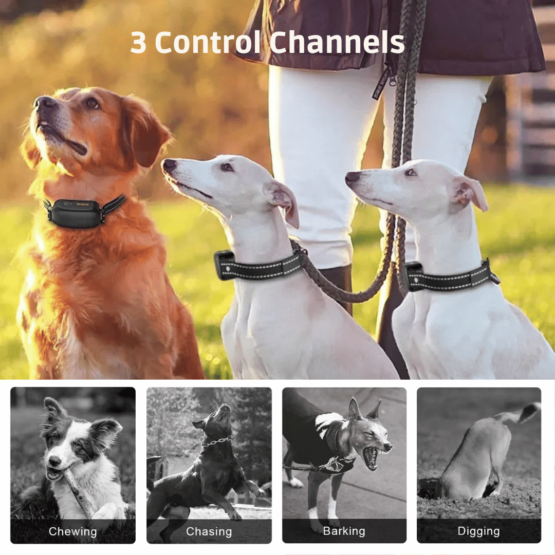 1000m Remote Dog Training Collar | Waterproof & Rechargeable E-Collar 3