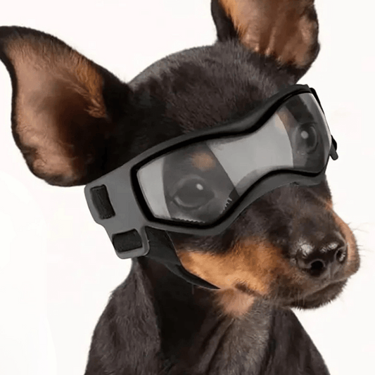 Small Breed Dog Goggles | Protective Dog Sunglasses for Wind & Sun