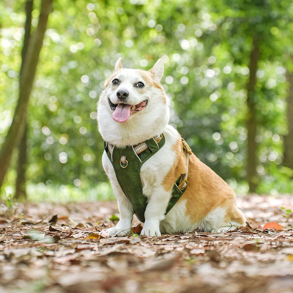Durable & Supportive Dog Harness with Reflective Straps & Close-Control Handle 2