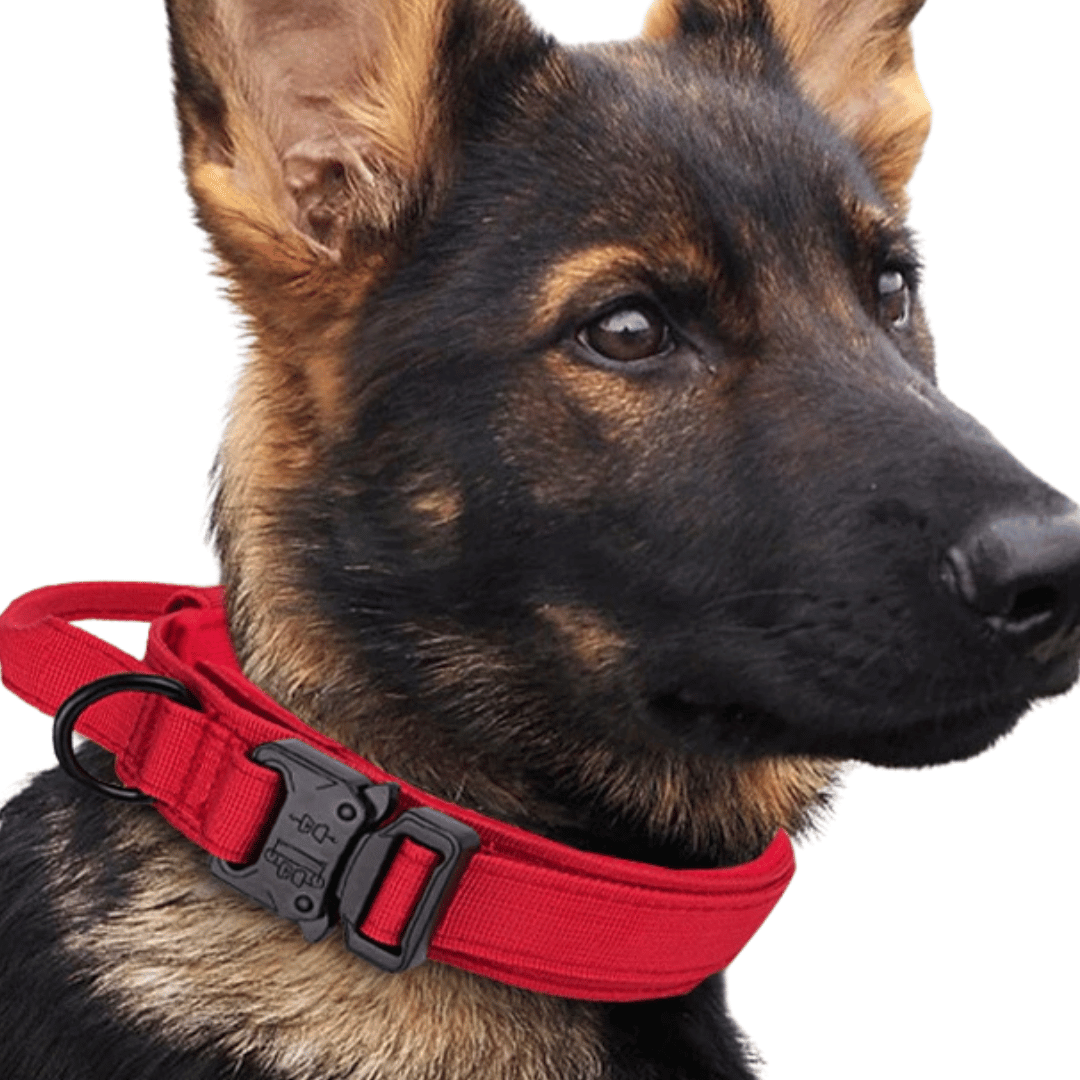 Heavy Duty Military-Style Tactical Dog Collar 4