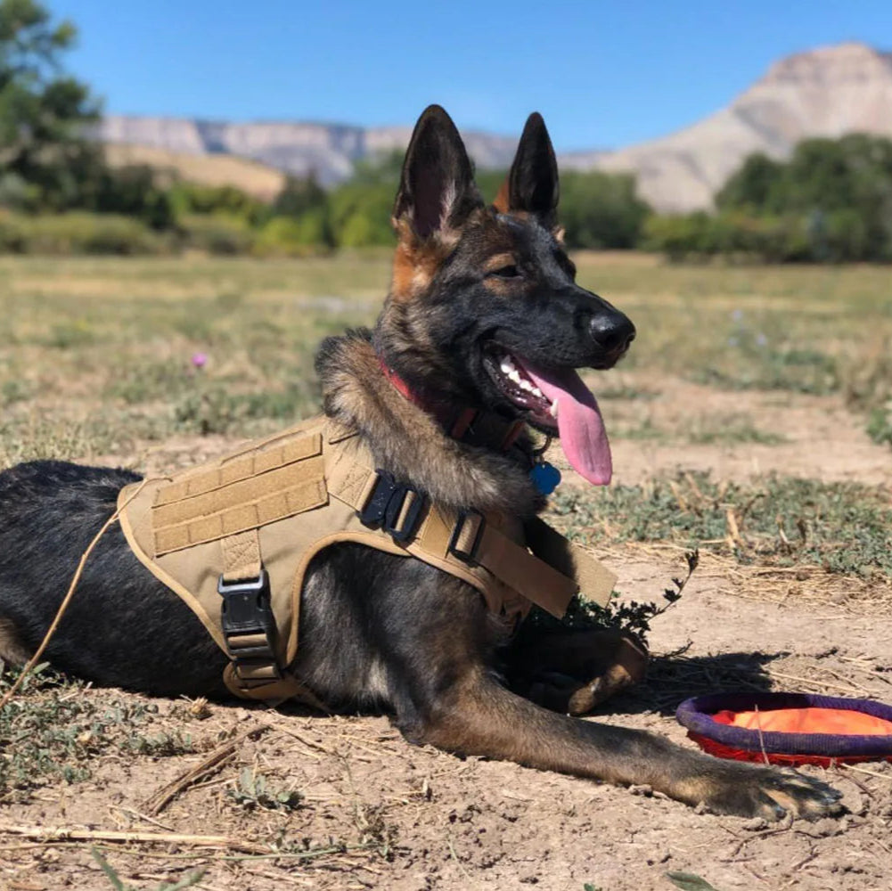 Heavy-Duty Military-Style Dog Harness with Handle for Large Dogs 21