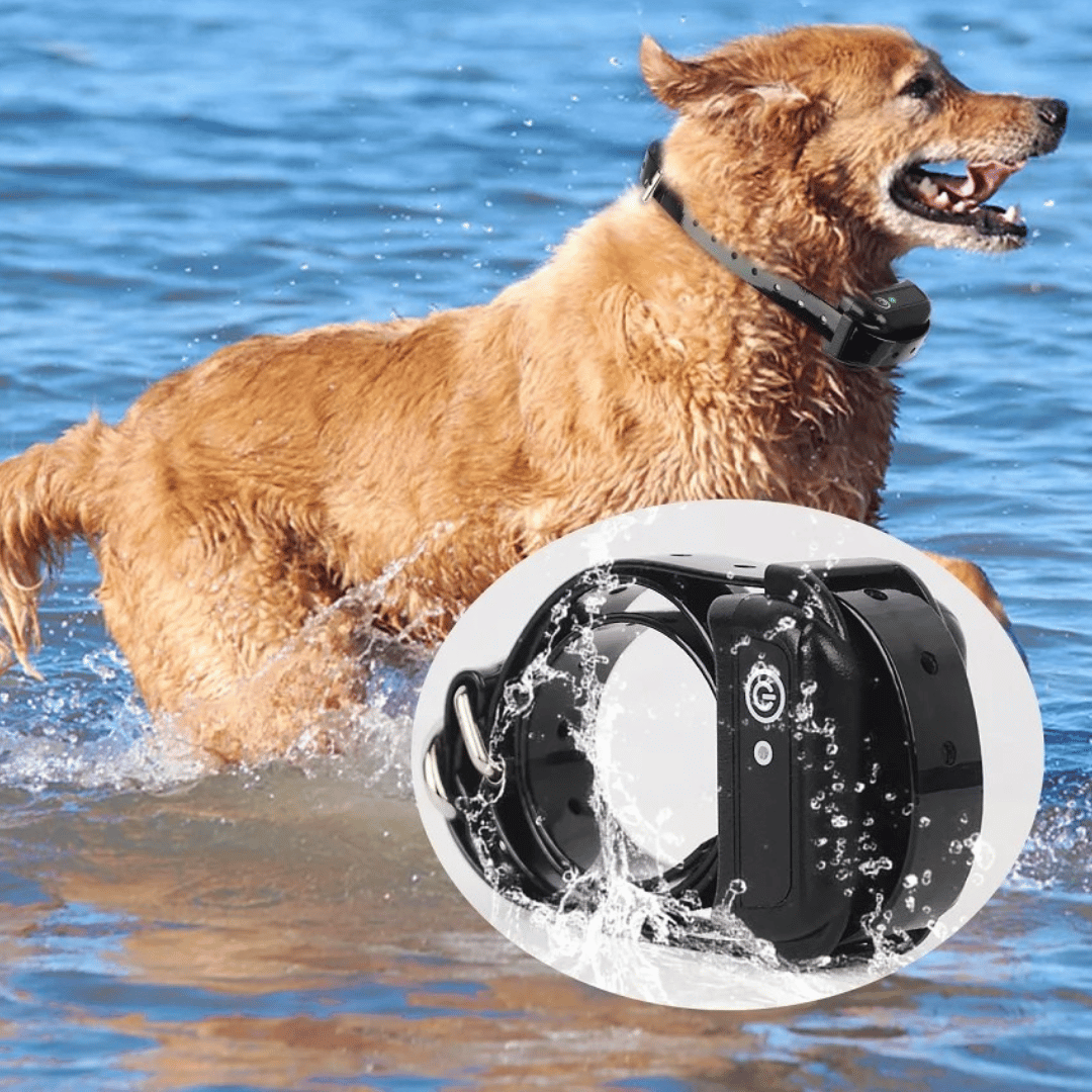 200m Wireless Dog Fence Training Collar 2