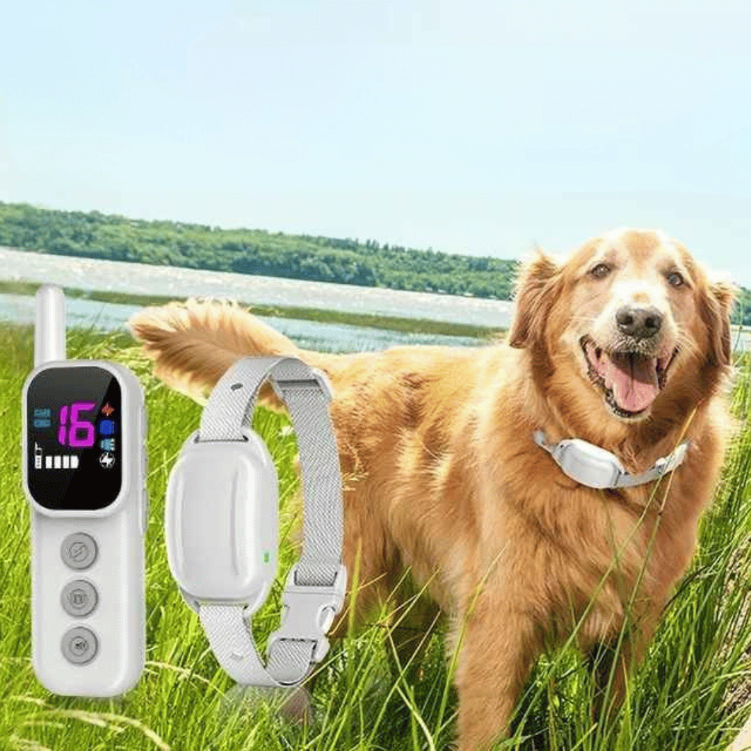 300m Dog Training Collar & Digital Remote Control with Safety Strap 3