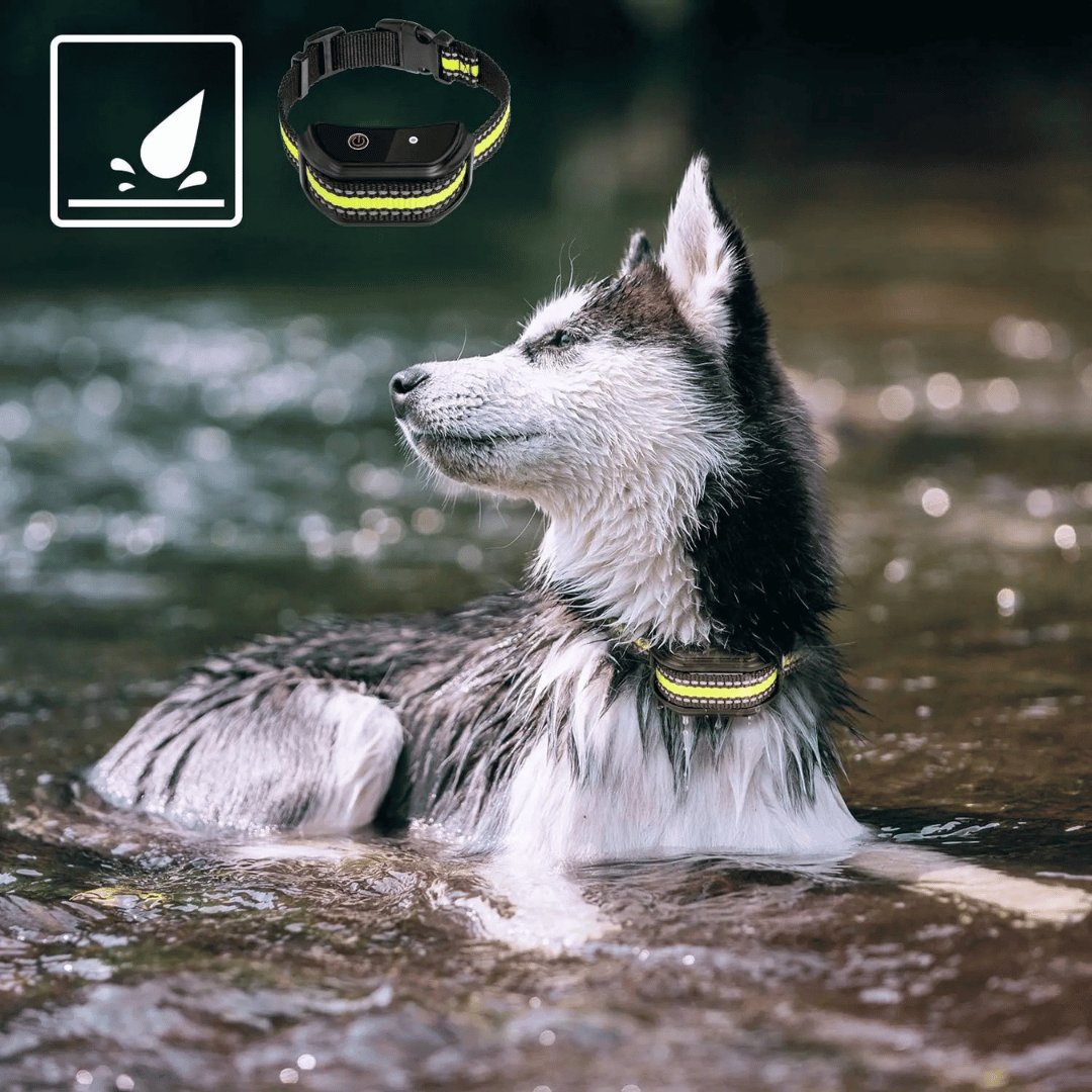 300m Dog Training Collar with LCD Remote | Waterproof E-Collar 3