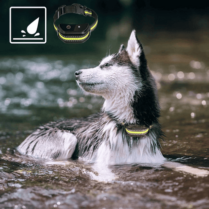 300m Dog Training Collar with LCD Remote | Waterproof E-Collar 3
