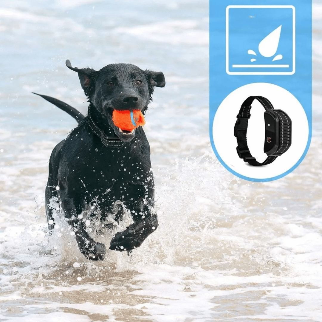 300m Dog Training Collar with LCD Remote | Waterproof E-Collar 5