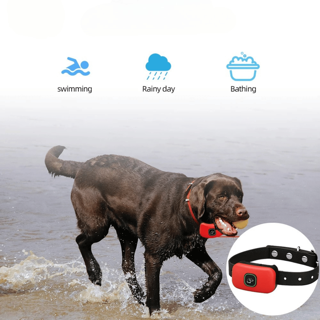300m Electric Dog Training Collar with Remote Control 9