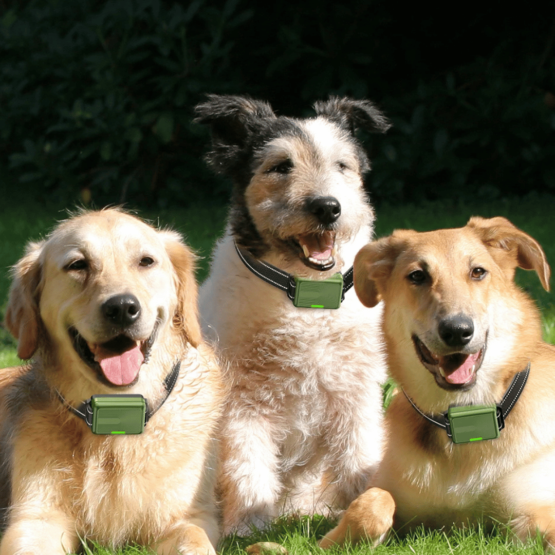 300m-smart-dog-training-collar-remote-control-17