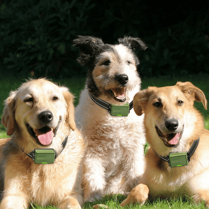 300m-smart-dog-training-collar-remote-control-17