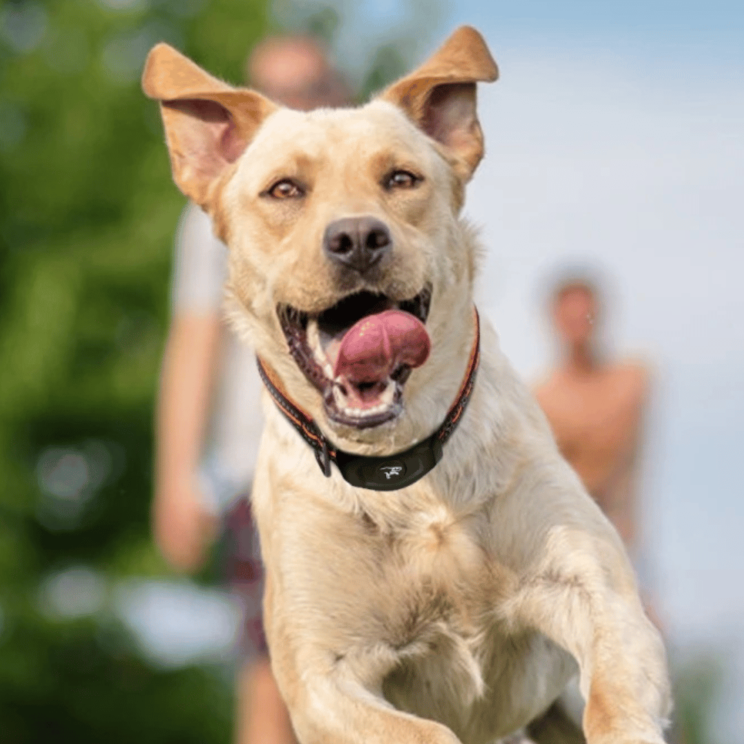 400m E-Collar for Dog Training with 3 Control Modes 2