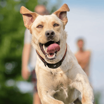 400m E-Collar for Dog Training with 3 Control Modes 2