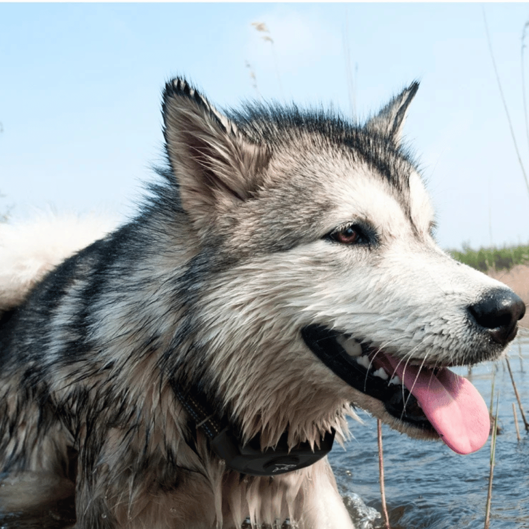 400m E-Collar for Dog Training with 3 Control Modes 4