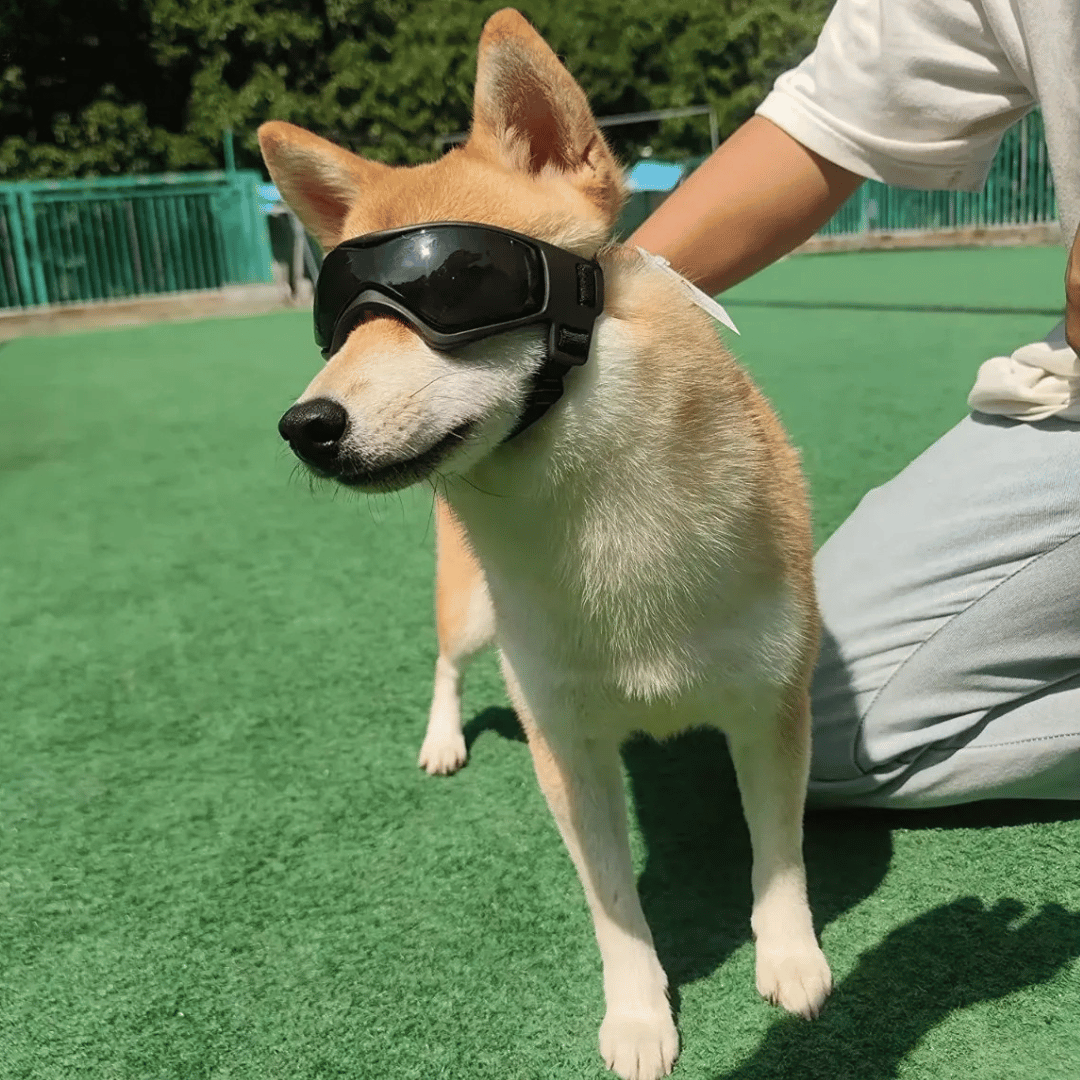 Small Breed Dog Goggles | Protective Dog Sunglasses for Wind & Sun