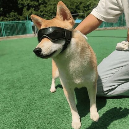 Small Breed Dog Goggles | Protective Dog Sunglasses for Wind & Sun