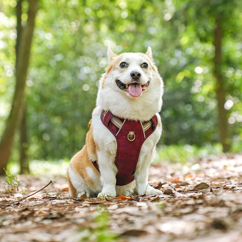 Durable & Supportive Dog Harness with Reflective Straps & Close-Control Handle 12