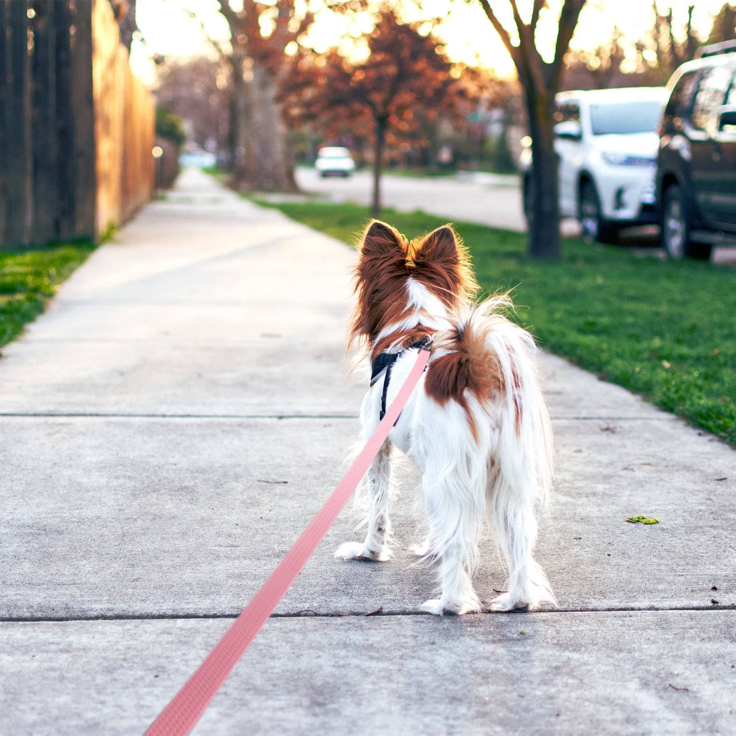 Waterproof, Strong & Sturdy Silicone Dog Lead 7