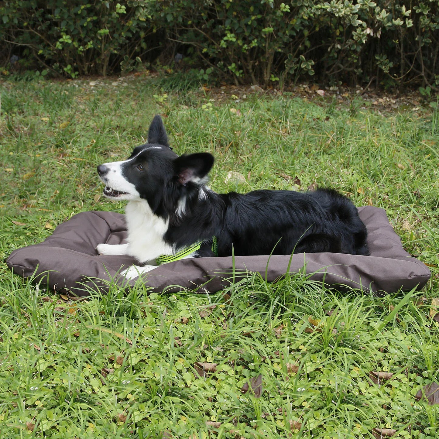 Portable Waterproof Dog Travel Mat | Scratch-Resistant 9