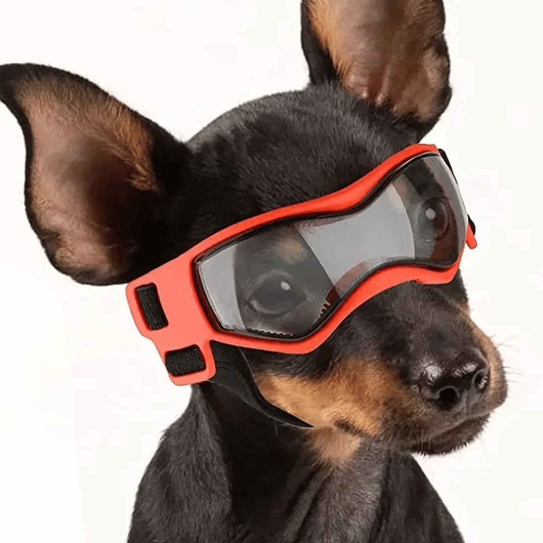 Small Breed Dog Goggles | Protective Dog Sunglasses for Wind & Sun