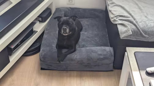 Happy Tailzy customer photo 3