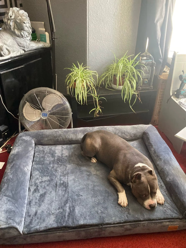 Happy Tailzy customer photo 5