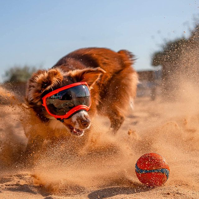 Cool-Dog-Goggles-6