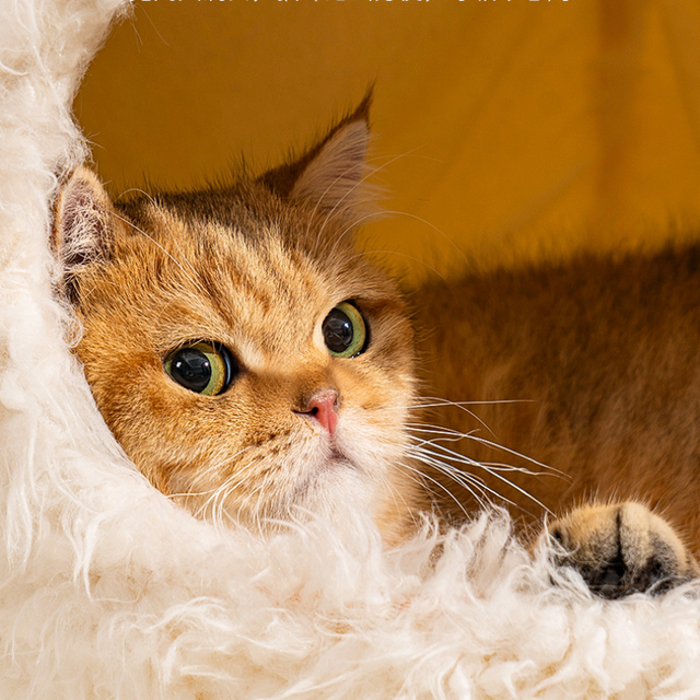 fluffy-bear-cat-bed-house-1